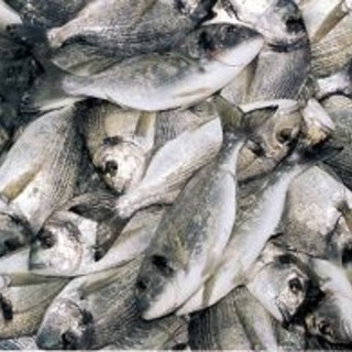 Acqua radioattiva in mare a Fukushima, Coldiretti Liguria: "Nuove norme Ue rischiano di far sparire dalle tavole 1 pesce italiano su 3"