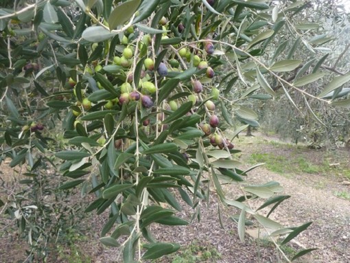 Domenica delle Palme: Papa Francesco benedirà le olive di Prelà, l'orgoglio del piccolo centro imperiese