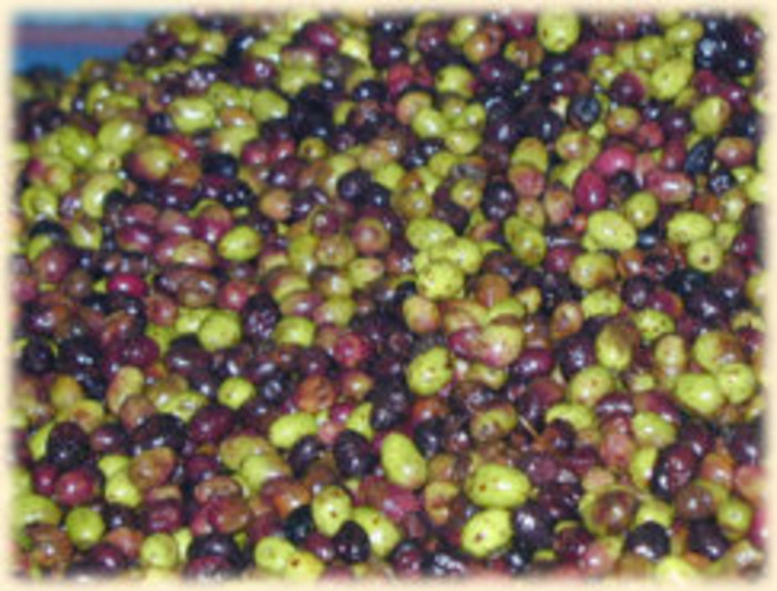 Prezzo delle olive Dop: la Cia  non accetta la decisione del Consorzio