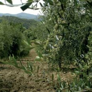 Imperia: una giornata dimostrativa sulla 'Potatura dell'Oliveto' a Chiusavecchia