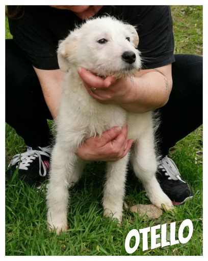 Sanremo: Otello cucciolotto di tre mesi aspetta di essere adottato