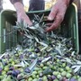 Olio, stagione 2026 appesa alla pioggia: Federico Fresia "Olive abbondanti, ma la qualità è a rischio" Olio, stagione 2026 appesa alla pioggia: Federico Fresia "Olive abbondanti, ma la qualità è a rischio"