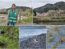 Birdwatching di primavera, tante e rare specie di uccelli migratori all'Oasi del Nervia (Foto e video)