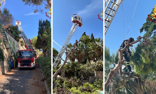 Ospedaletti, albero caduto sul Lungomare Cristoforo Colombo: intervento dei vigili del fuoco (Foto) Ospedaletti, albero caduto sul Lungomare Cristoforo Colombo: intervento dei vigili del fuoco (Foto)