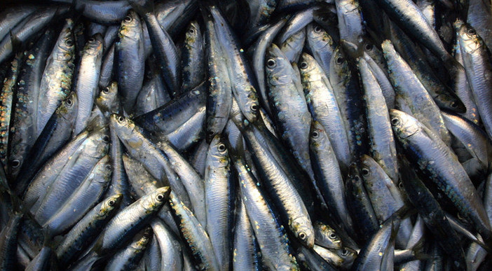 Pesca ligure, Coldiretti: “narrazioni distorte mettono a rischio la sostenibilità reale”