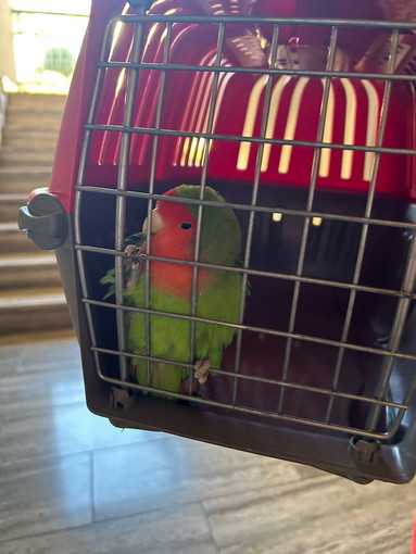 Sanremo: pappagallino trovato in via Franco Alfano, si cercano i proprietari