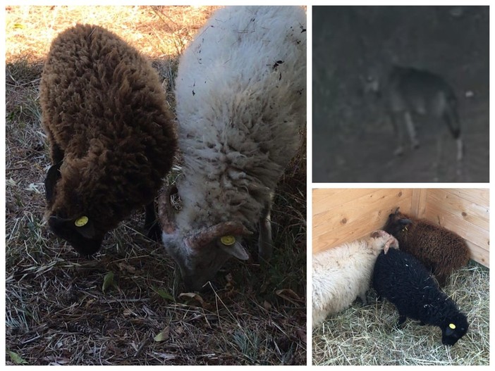 Lupi uccidono pecore nane a Vallecrosia al Mare, "fate attenzione agli animali domestici": la segnalazione (Foto e video)