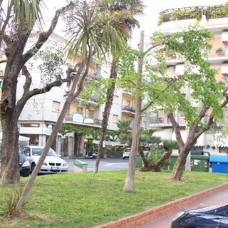 Diano Marina: alberi 'capponati' in città, la protesta di un cittadino "Questa non è potatura!" Diano Marina: alberi 'capponati' in città, la protesta di un cittadino "Questa non è potatura!"