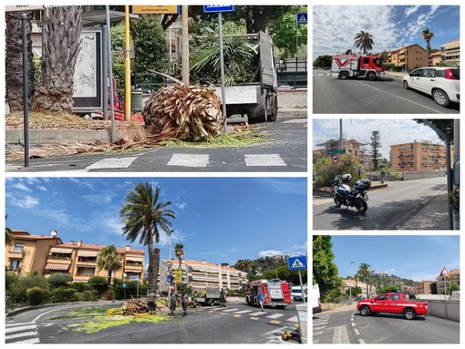 Bordighera, forte vento: palma si spezza e cade sulla strada (Foto) Bordighera, forte vento: palma si spezza e cade sulla strada (Foto)