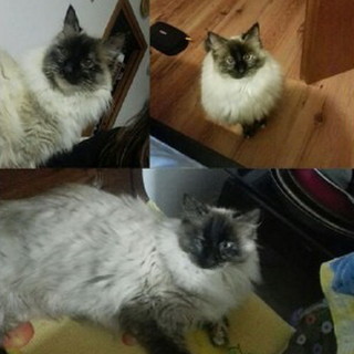 Sanremo: è stata smarrita la gattina Palù. I proprietari cercano notizie Sanremo: è stata smarrita la gattina Palù. I proprietari cercano notizie
