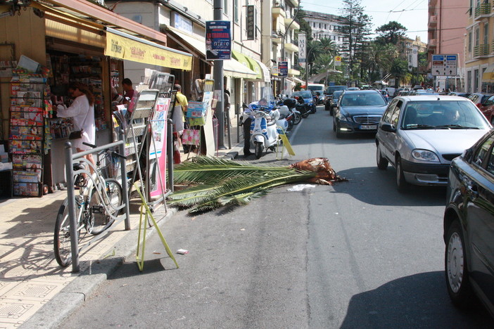 Sanremo: ramo di una palma cade sull'edicola di corso Matuzia, pochi danni e nessun ferito Sanremo: ramo di una palma cade sull'edicola di corso Matuzia, pochi danni e nessun ferito