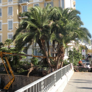 Sanremo: intervento di potatura alla palma di via Nino Bixio, tre ore di cantiere complesso per la viabilità Sanremo: intervento di potatura alla palma di via Nino Bixio, tre ore di cantiere complesso per la viabilità