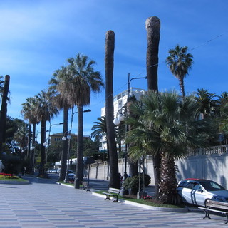 Sanremo: gestione del patrimonio arboreo, appello di un lettore all'Amministrazione Comunale