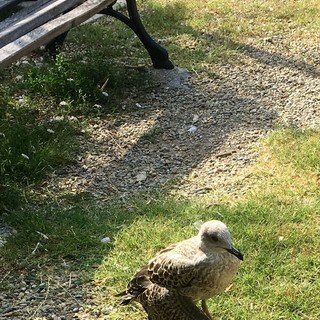Sanremo: gabbiano con ala spezzata nei giardini della stazione, la segnalazione di un lettore