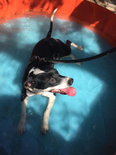 Chiusavecchia: canile "Gli Ulivi" questa settimana cerchiamo una casa per Pablo