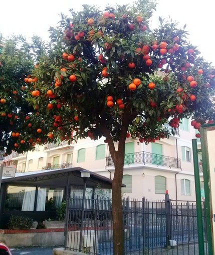 Diano Marina: potatura degli aranci nel corso del 'ponte' del 2 giugno, le rimostranze di un lettore