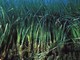 Imperia: domenica 9 settembre, conferenza ‘Come fili d’erba mossi dalle correnti marine: Posidonia oceanica’