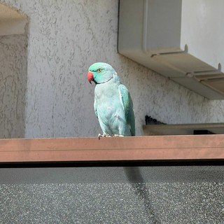 Camporosso, l'appello di Muhammad per il pappagallo smarrito: "Aiutatemi a trovarlo!" Camporosso, l'appello di Muhammad per il pappagallo smarrito: "Aiutatemi a trovarlo!"