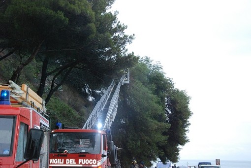Crolla un pino nel tratto di Aurelia tra Imperia e San Lorenzo. Intervento dei Vigili del Fuoco. Disagi alla viabilità Crolla un pino nel tratto di Aurelia tra Imperia e San Lorenzo. Intervento dei Vigili del Fuoco. Disagi alla viabilità