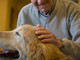 Giornata internazionale diritti animali: Regione Liguria promuove l’adozione consapevole e la Pet Therapy Giornata internazionale diritti animali: Regione Liguria promuove l’adozione consapevole e la Pet Therapy