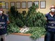Scovata piccola piantagione di cannabis: Finanza trova una decina di piante illegali nel giardino di un 55enne