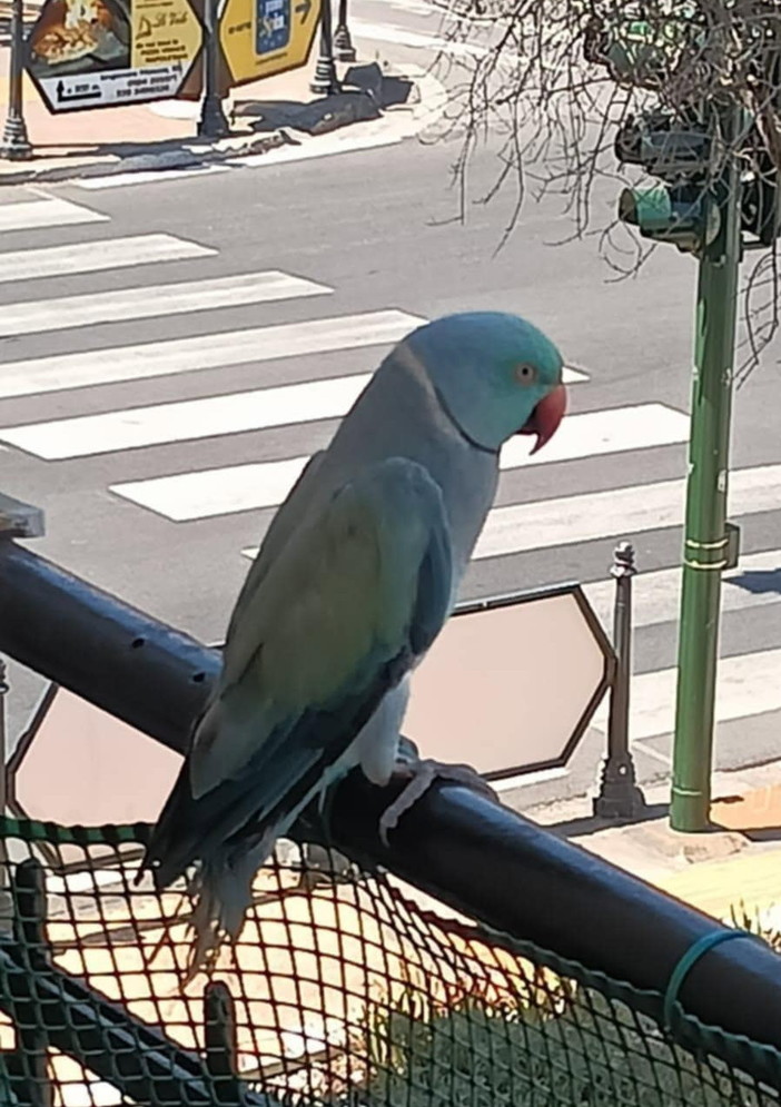 Smarrito parrocchetto dal collare mutazione azzurra (Psittacula Krameri) tra Camporosso mare e Vallecrosia Smarrito parrocchetto dal collare mutazione azzurra (Psittacula Krameri) tra Camporosso mare e Vallecrosia