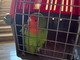 Sanremo: pappagallino trovato in via Franco Alfano, si cercano i proprietari