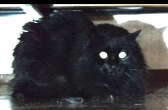 Il gatto Poroccolo ha perso la sua mamma umana, ora cerca una famiglia che lo accolga Il gatto Poroccolo ha perso la sua mamma umana, ora cerca una famiglia che lo accolga