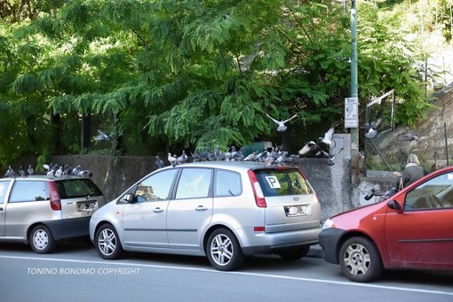 Sanremo: stuolo di piccioni sulle auto posteggiate, la segnalazione con foto di un lettore