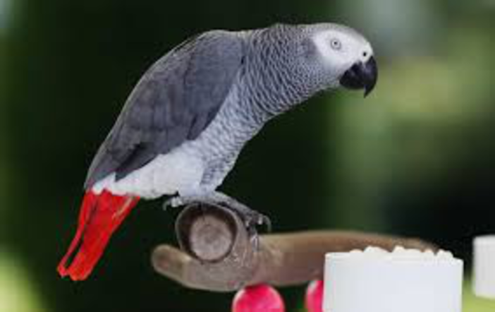 Diano Marina: smarrito pappagallo cenerino con coda rossa, l'appello della proprietaria