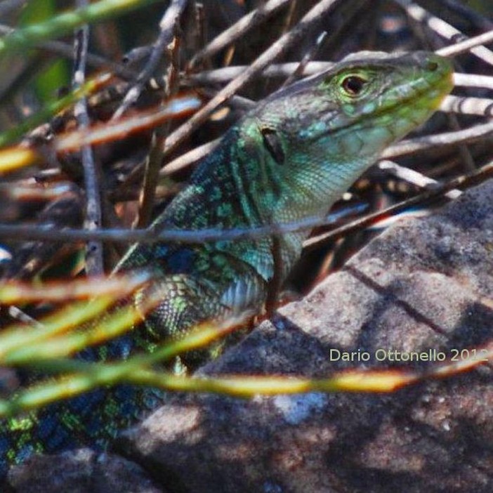 L'Associazione Praugrande l'8 ed il  9 di aprile, organizza un incontro con due grandi esperti di botanica per parlare delle specie vegetali presenti nel SIC di Pompeiana