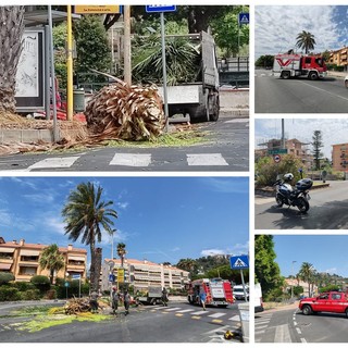 Bordighera, forte vento: palma si spezza e cade sulla strada (Foto) Bordighera, forte vento: palma si spezza e cade sulla strada (Foto)
