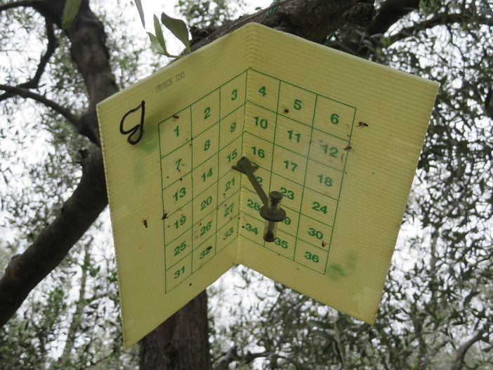 Il progetto 'Olig+' in provincia di Imperia: strategie difensive contro la mosca dell'olivo Il progetto 'Olig+' in provincia di Imperia: strategie difensive contro la mosca dell'olivo