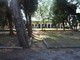 Sanremo: quattro cipressi nei cimiteri della Foce e di Poggio a rischio crollo, saranno abbattuti Sanremo: quattro cipressi nei cimiteri della Foce e di Poggio a rischio crollo, saranno abbattuti