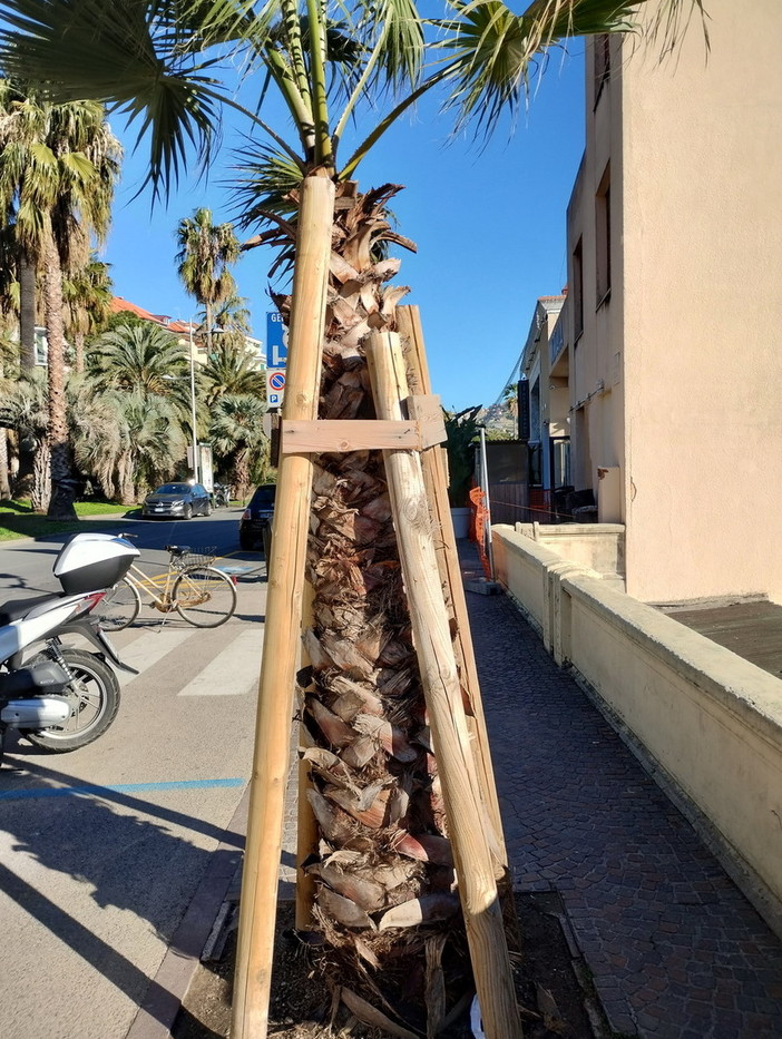 Sanremo: alberi piantati nella zone del Morgana, cittadina chiede più attenzione nel momento della piantumazione Sanremo: alberi piantati nella zone del Morgana, cittadina chiede più attenzione nel momento della piantumazione