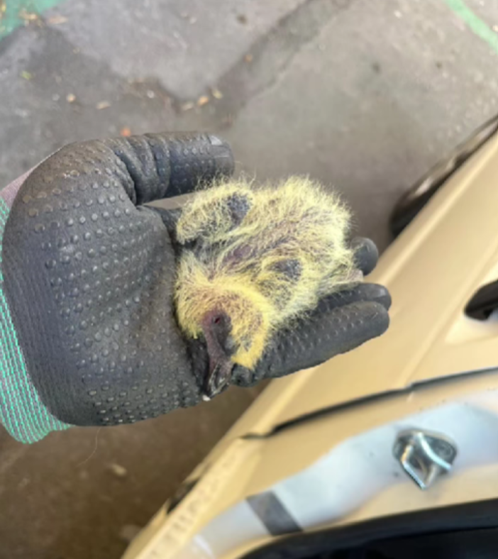 Bordighera, pulli imprigionati da rete anti piccioni: salvati da Ambulanze Veterinarie Odv (Foto)