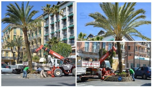 Bordighera: piantate due nuove palme nell'aiuola di piazza Eroi della Libertà, la città torna ad avere il suo simbolo davanti alla Stazione FS (Foto e Video)