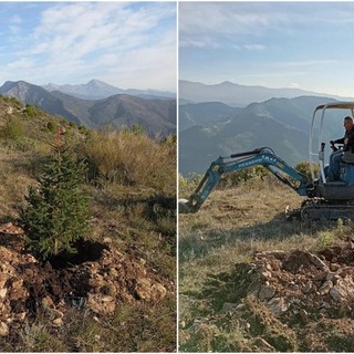 Ventimiglia, a Monte Pozzo iniziata la piantumazione di 30 abeti utilizzati nel periodo natalizio (Foto)