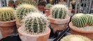 Giardini botanici Hanbury a Ventimiglia, nuova serra dedicata alle piante grasse in memoria di Bruno Manera: al via i lavori (Foto)