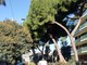 Vallecrosia, alberi pericolanti e a rischio crollo in via Angeli Custodi: al via l'abbattimento