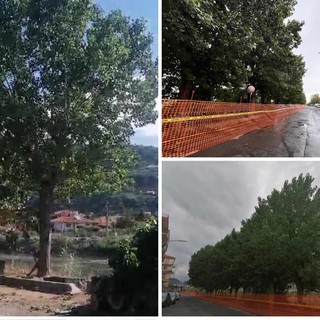 Taggia: messa in sicurezza, sospesi i lavori di rimozione dei pioppi lungo il torrente Argentina Taggia: messa in sicurezza, sospesi i lavori di rimozione dei pioppi lungo il torrente Argentina