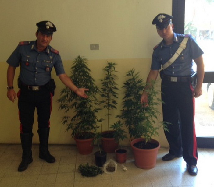 Ventimiglia: coltivazione di marijuana in pieno centro, i Carabinieri denunciano impiegato 35enne Ventimiglia: coltivazione di marijuana in pieno centro, i Carabinieri denunciano impiegato 35enne
