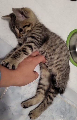 Arma di Taggia: la gattina Polpetta è in cerca di una nuova casa Arma di Taggia: la gattina Polpetta è in cerca di una nuova casa