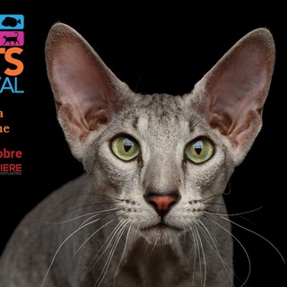 Petsfestival: per l’edizione 2020 sceglie Cremona Fiere