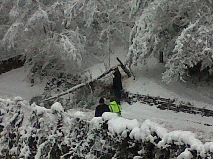 San Romolo: pericolo scongiurato, rimosso da alcuni residenti l'albero finito su un cavo di corrente San Romolo: pericolo scongiurato, rimosso da alcuni residenti l'albero finito su un cavo di corrente