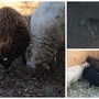 Lupi uccidono pecore nane a Vallecrosia al Mare, "fate attenzione agli animali domestici": la segnalazione (Foto e video) Lupi uccidono pecore nane a Vallecrosia al Mare, "fate attenzione agli animali domestici": la segnalazione (Foto e video)