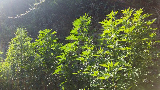 Sanremo: due 27enni arrestati per possesso di piantine di Marijuana, oggi rimessi in libertà