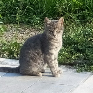Camporosso Mare: è stata smarrita la gattina Pepita. La proprietaria aspetta notizie