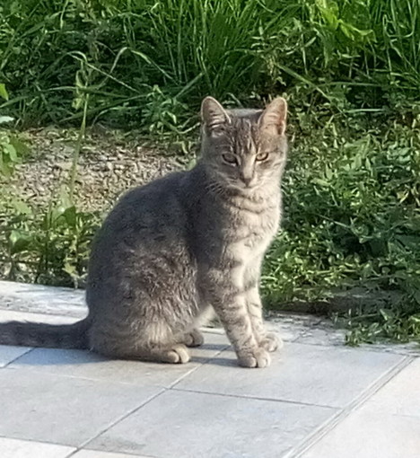 Camporosso Mare: è stata smarrita la gattina Pepita. La proprietaria aspetta notizie