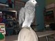Imperia: in zona Piani, volato via da casa il pappagallo Elly, l'appello dein proprietari